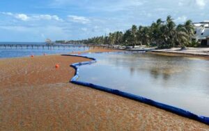 Seaweed boom deployed around a beach to keep it clean