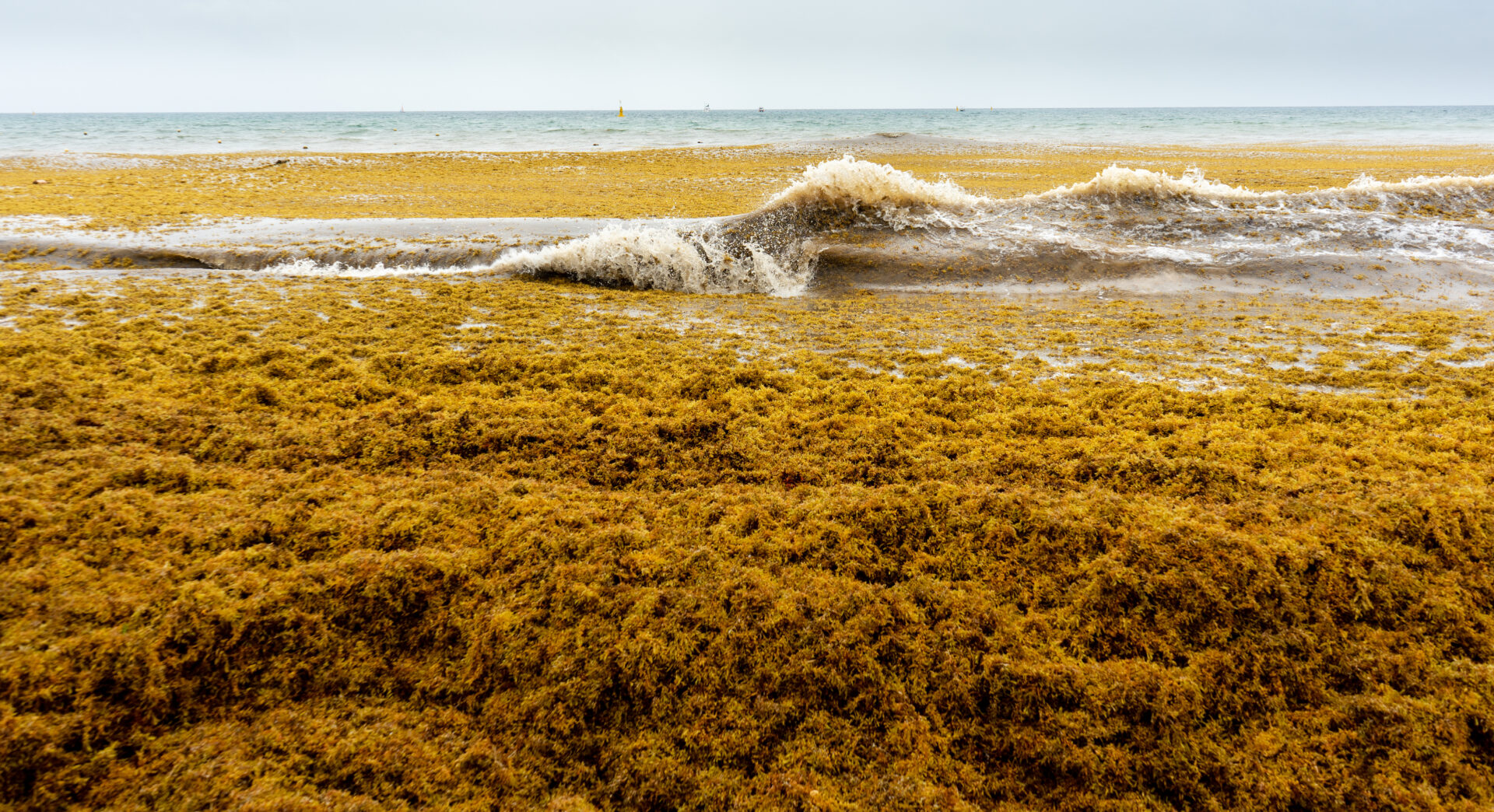 Massive Sargassum bloom headed for Florida and Caribbean beaches