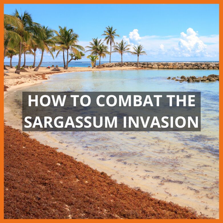 How To Combat The Sargassum Invasion